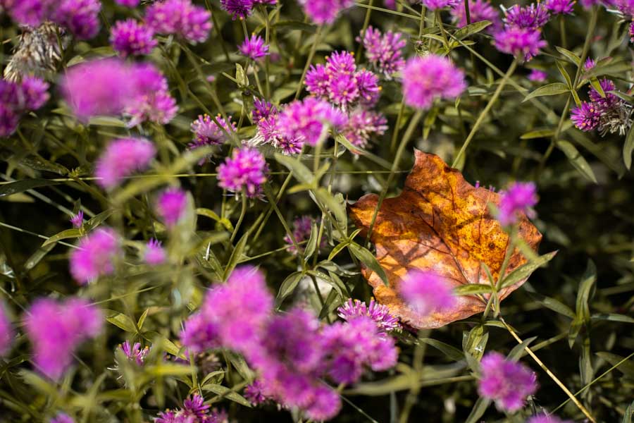 The First of Fall Mississippi State University