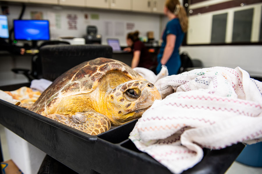 Saving Sea Turtles 