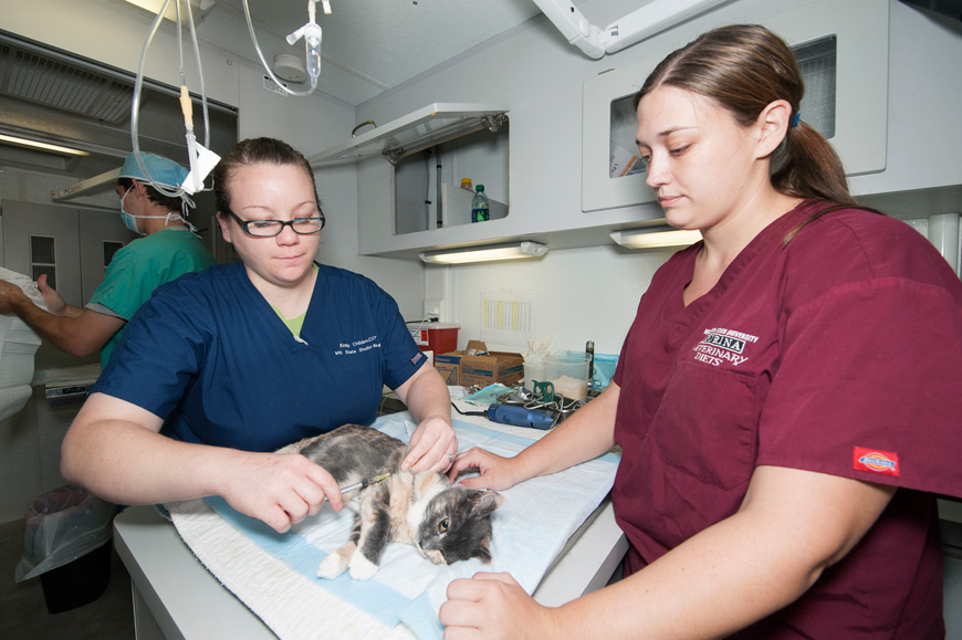 Petsmart walk in store clinic